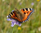 Wildlife stocktake highlights UK's most threatened species