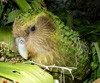 What are the world's top 10 favorite animal species?