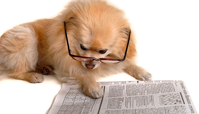 Your dog can remember more than you think