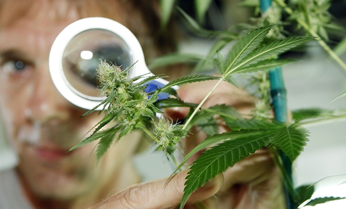 Israel - the country leading Cannabis research. Here's why.