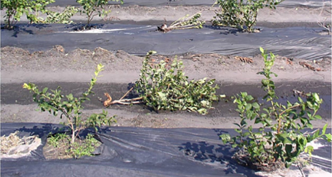 Crop Damage survey is a must for agricultural countries