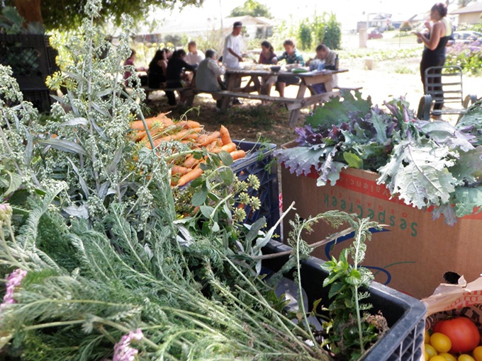 At a New York City garden, students grow their community roots and critical consciousness