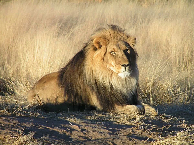The fast, furious, and brutally short life of an African male lion