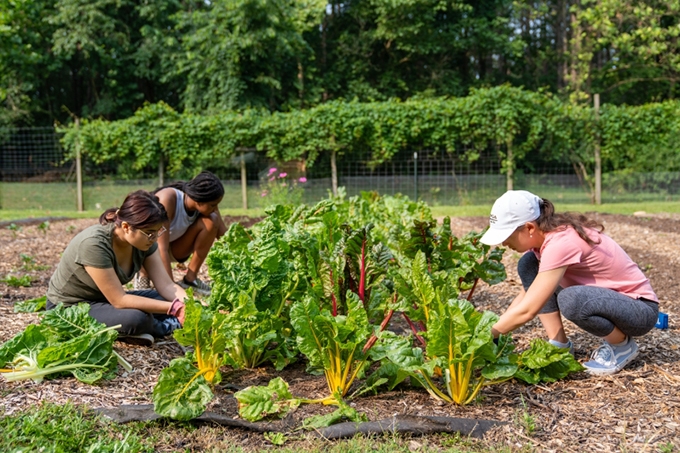 Campus garden initiatives can help grow the next generation of environmental change-makers