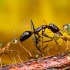 Digital ants protect computer networks