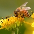 Biofuels considered to be beneficial for climate, but dangerous for Bees