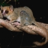 Dawn of ‘Trumpocene’ era spells disaster for world’s primates