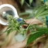 Israel - the country leading Cannabis research. Here's why.