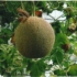 Increased melon crop yields from greenhouse cultivation