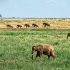 What makes East Africa a perfect safari destination?