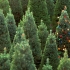 Dreaming of a green Christmas? Here are five ways to make it more sustainable