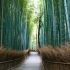 PHD bamboo