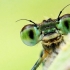 Want to teach kids about nature? Insects can help