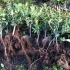«1 2 3 Plant'haie! »: Grow the eco-citizens of tomorrow