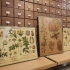 Biological collections in the classroom: the herbarium as a teaching resource