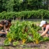 Campus garden initiatives can help grow the next generation of environmental change-makers
