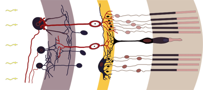  Diagram of the retina, in its sensory complexity. Cajal, CC BY-SA 