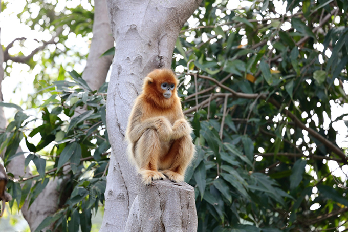  Cheer up, golden monkey. Zeng Wei Jun/Shutterstock 