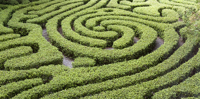 hedge-maze