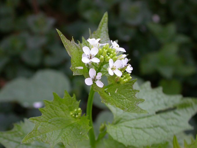 Found in shady urban wastelands, ‘Jack by the hedge’ is delicious in salads. Nick Saltmarsh, CC BY 