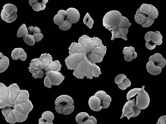 Fossil foraminifera from Tanzania – their intricate shells capture details of the ocean 33-50m years ago. Paul Pearson, Cardiff University,