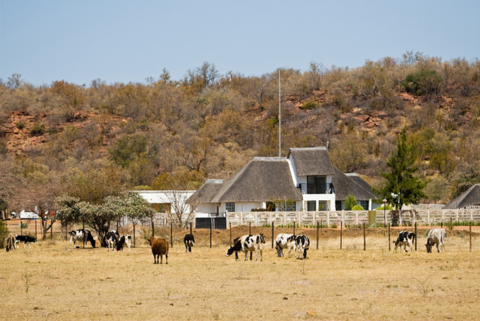  Livestock farmers in Botswana are highly vulnerable to drought. Shutterstock 