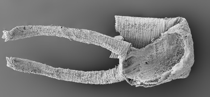  This millimetre-long fossil is the oldest to preserve muscle fibres. Zhang Xiguang, Author provided 