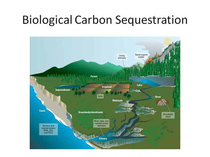  Protecting ecosystems that store carbon can increase CO2 removal from the atmosphere (click for larger image). U.S. Geological Survey 