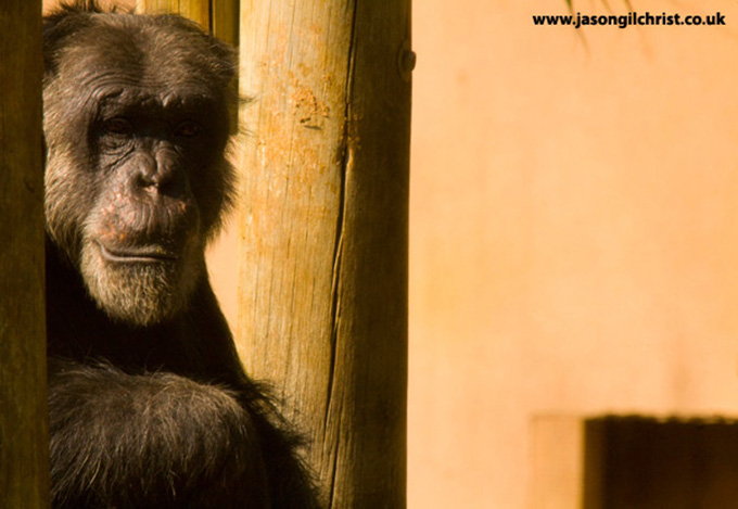 Chimpanzee, Pan troglodytes at Pretoria Zoo. I studied these primates in Uganda where snares set by poachers are a threat. Jason Gilchrist, www.jasongilchrist.co.uk 