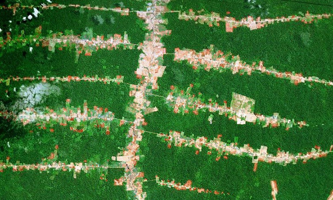 Deforestation along roads in the Brazilian Amazon. Google Earth 