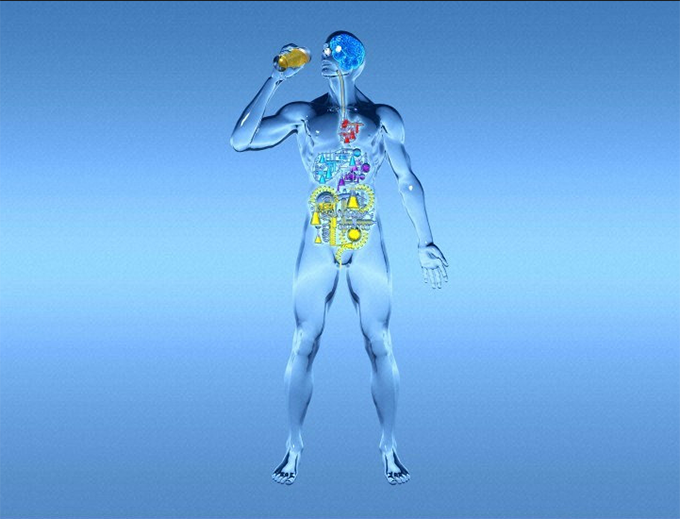 This image shows an illustration of a man drinking a pint of beer, indicating how the body metabolizes alcohol and the organs that this alcohol affects. Wellcome Images via Flickr