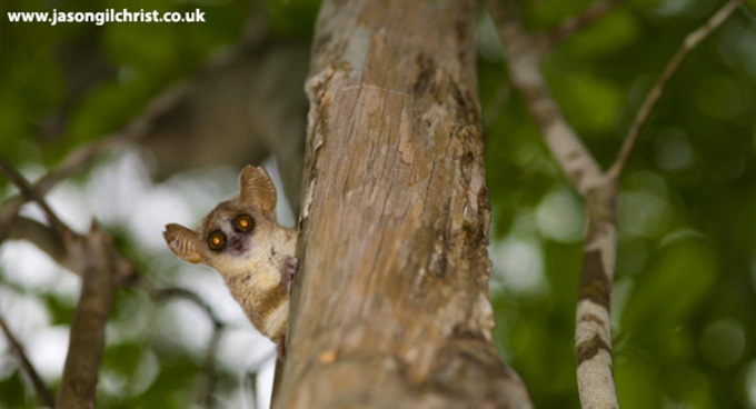 Grey mouse lemur: habitat loss is the main danger to mouse lemurs and climate change will affect future habitat suitability for these and other primates. Jason Gilchrist, www.jasongilchrist.co.uk 