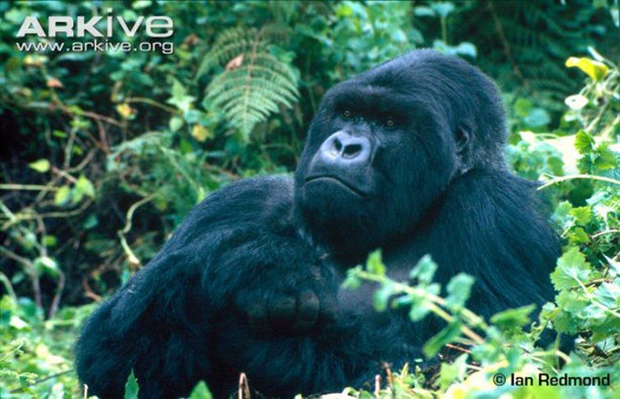 A young male mountain gorilla, Gorilla beringei beringei, under threat from habitat loss and poaching. Ian Redmond/Wildscreen Arkive 