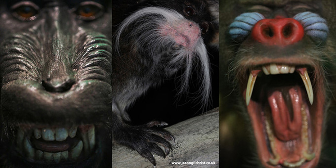 Monkey Business, a world-first exhibition featuring primates from around the world. From l to r: Sulawesi Crested Macaque (Macaca nigra), critically endangered; Emperor Tamarin (Saguinus imperator subgrisescens), least concern; Mandrill (Mandrillus sphinx), vulnerable. Jason Gilchrist, www.jasongilchrist.co.uk 