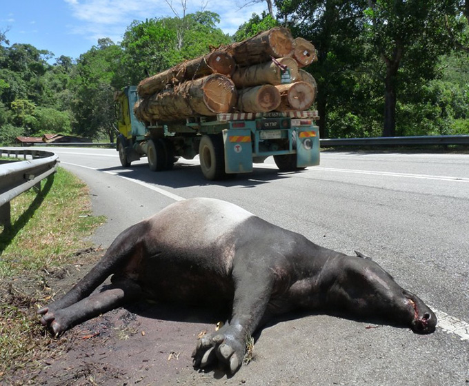A Malayan tapir killed along a road in Peninsular Malaysia. WWF-Malaysia/Lau Ching Fong 
