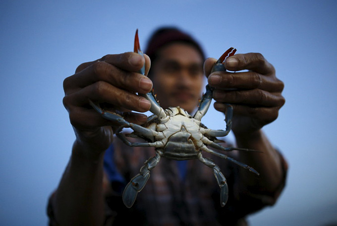  Crabs, along with prawns, oysters and fish are harvested from estuaries for human consumption. Amir Cohen/Reuters 