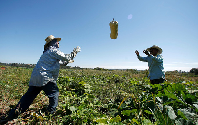  We still don’t know whether organic farms offer better labour conditions. Mike Blake/Reuters 