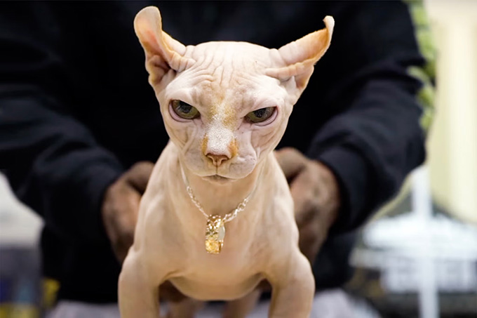 The ‘bully cats’ bred to resemble American bully dogs and how fashion is creating mutant pet breeds